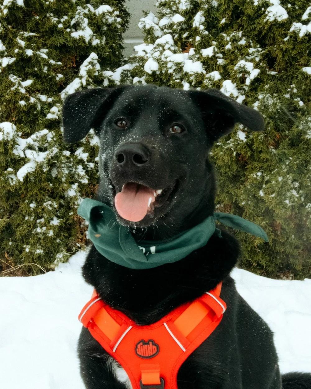Teddy, adopted, Puppy Male Husky & Black Labrador Retriever.