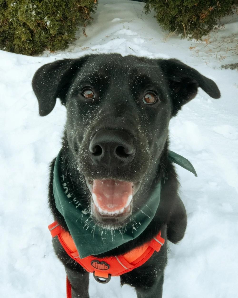 Enlarge Teddy, an adopted mixed breed in laval, QC image 3/3
