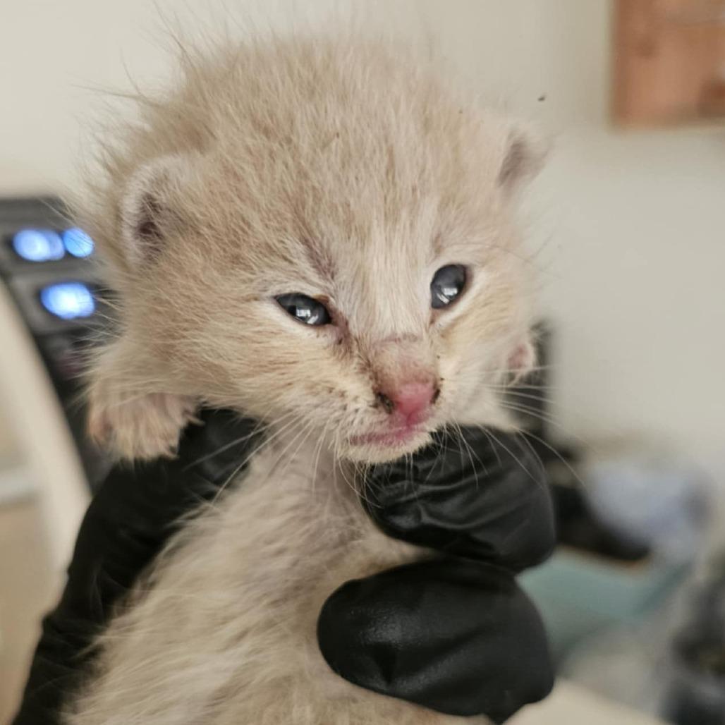Enlarge Lemongrass, a Adoptable Domestic Short Hair in Danville, IL image 1/3