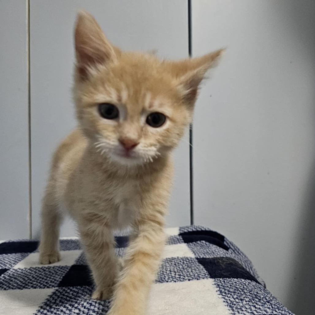 Enlarge Lemongrass, a Adoptable Domestic Short Hair in Danville, IL image 2/3