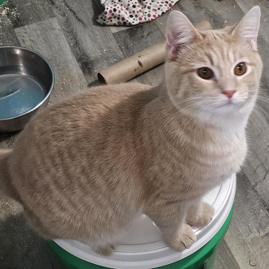 Enlarge Lemongrass, a Adoptable Domestic Short Hair in Danville, IL image 4/4