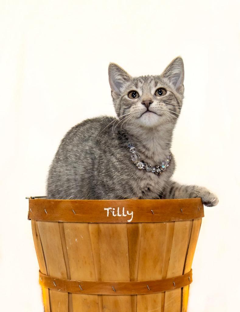 Tilly, a Adoptable mixed breed in Hot Springs Village, AR image 1/2