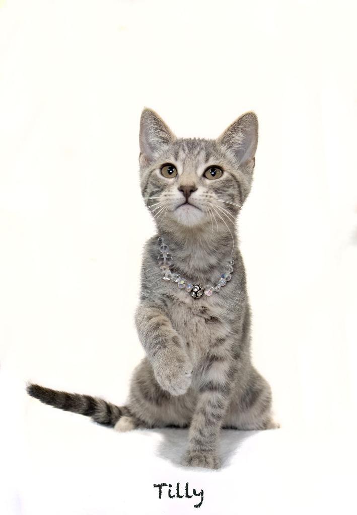 Tilly, a Adoptable mixed breed in Hot Springs Village, AR image 2/2