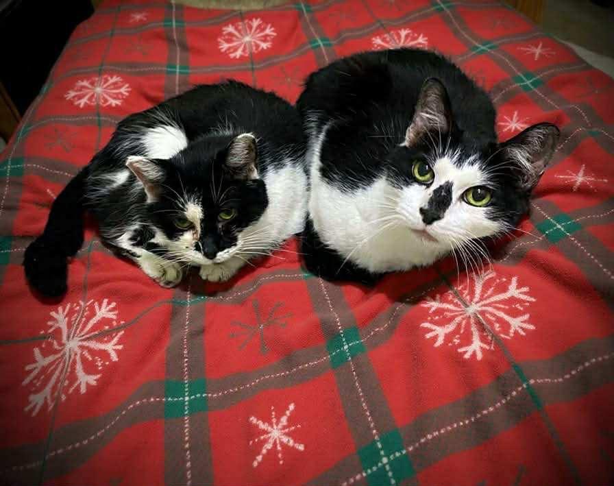 Ella — thumbnail 3