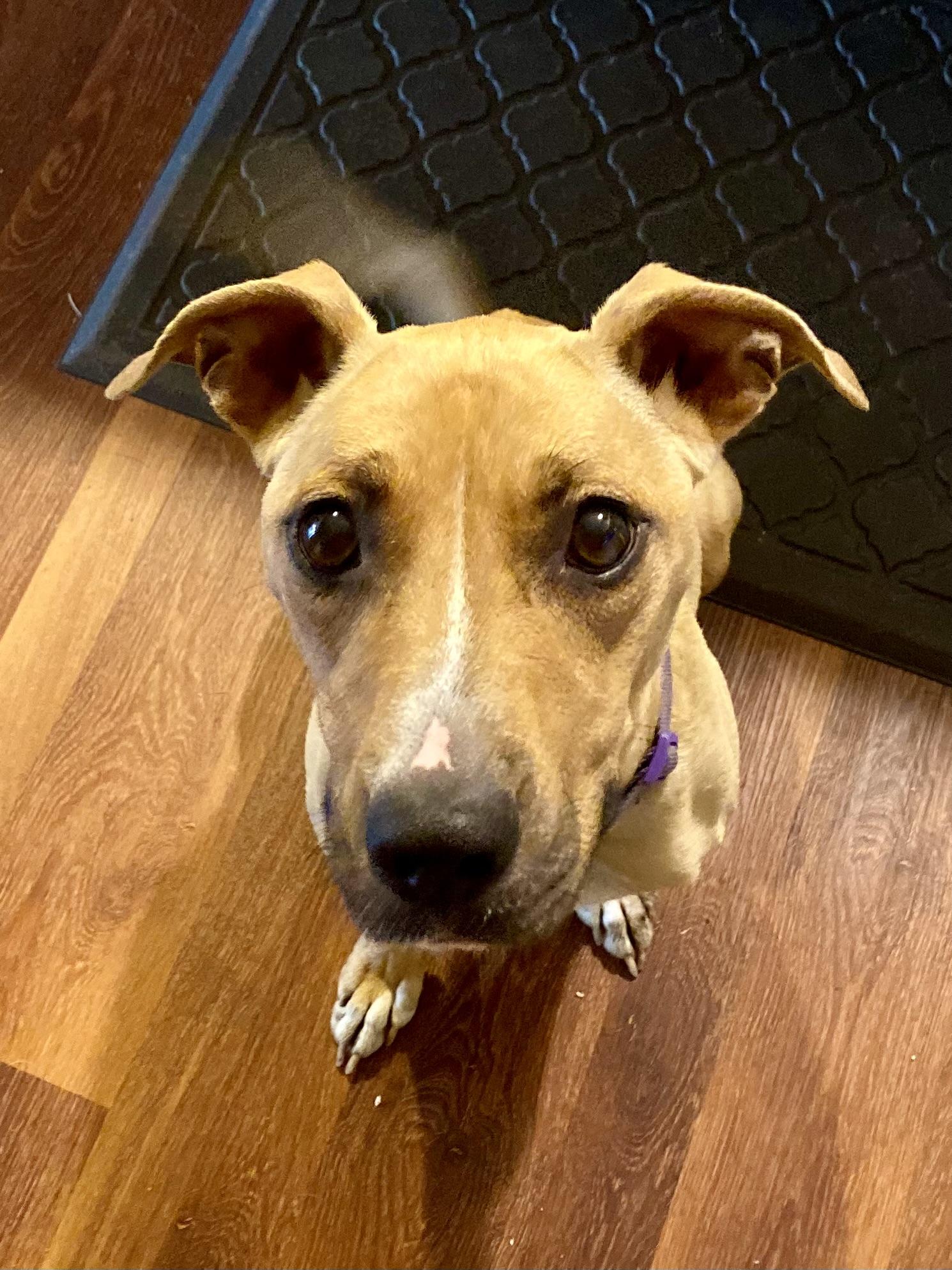 Enlarge Jenni Mae, a ADOPTABLE mixed breed in Aberdeen, NC image 2/5