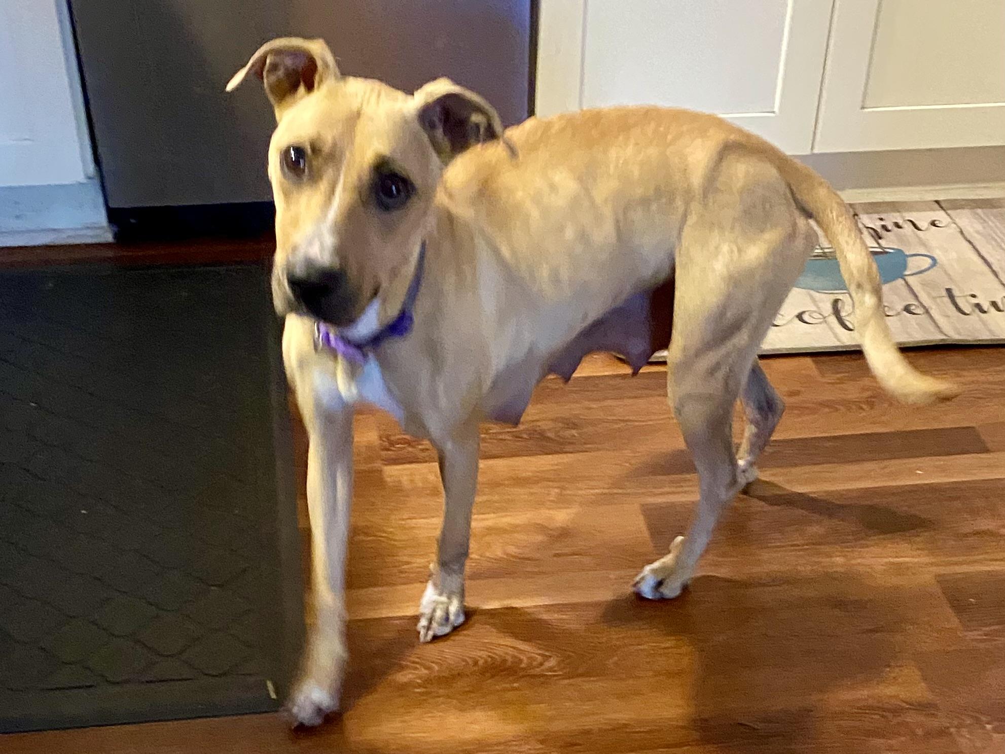 Enlarge Jenni Mae, a ADOPTABLE mixed breed in Aberdeen, NC image 3/5