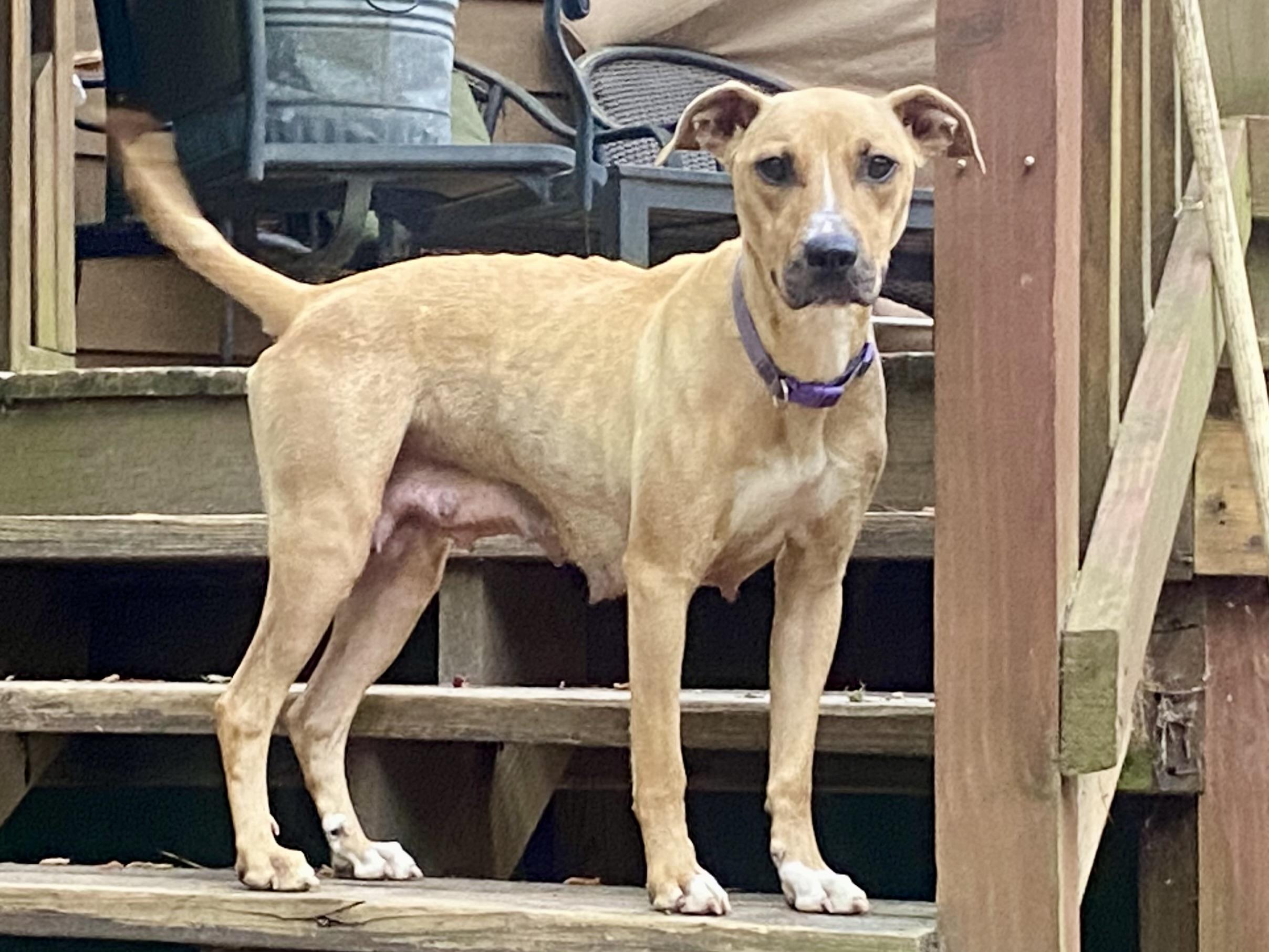 Enlarge Jenni Mae, a ADOPTABLE mixed breed in Aberdeen, NC image 5/5