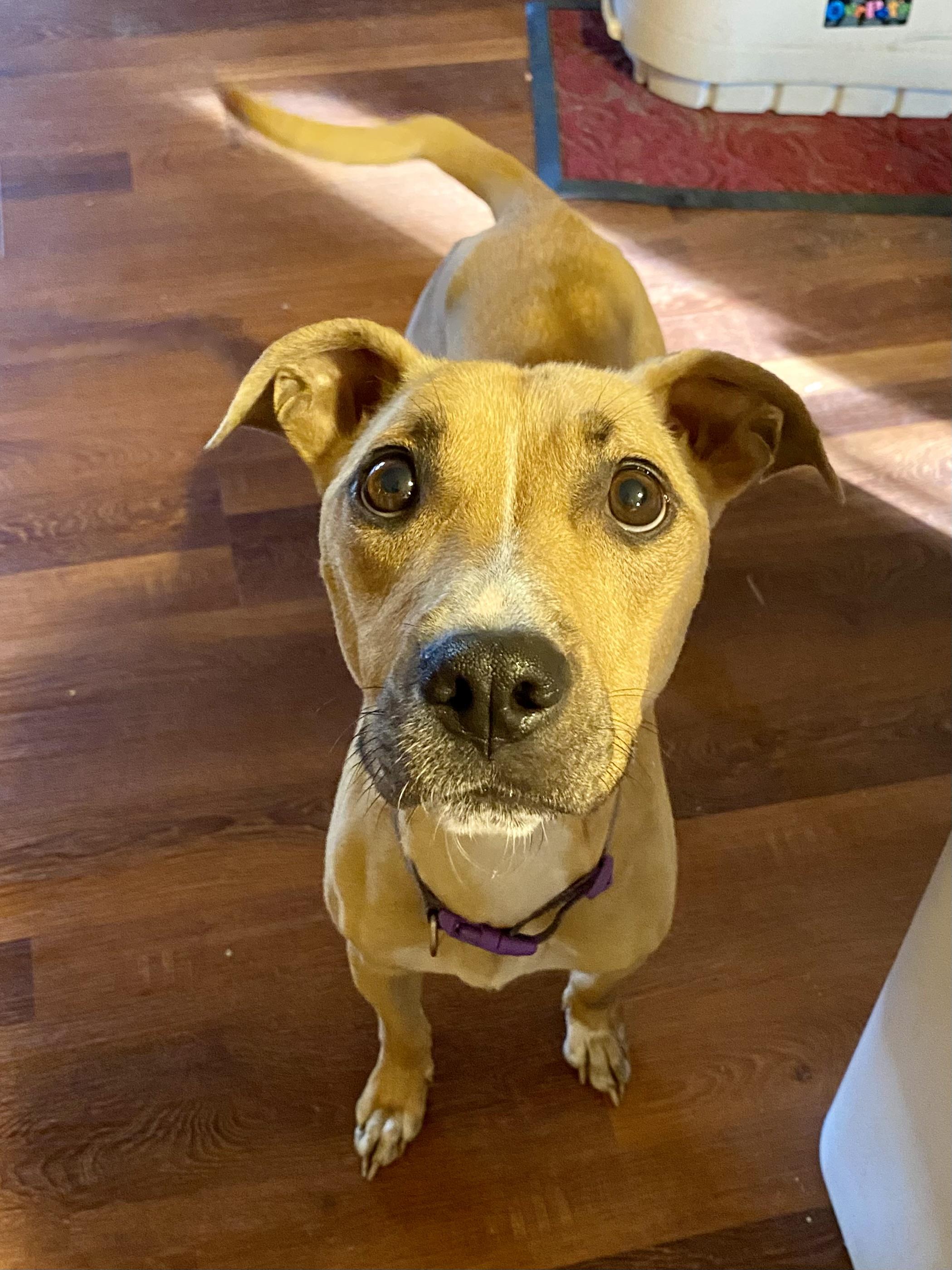 Enlarge Jenni Mae, a ADOPTABLE mixed breed in Aberdeen, NC image 1/5