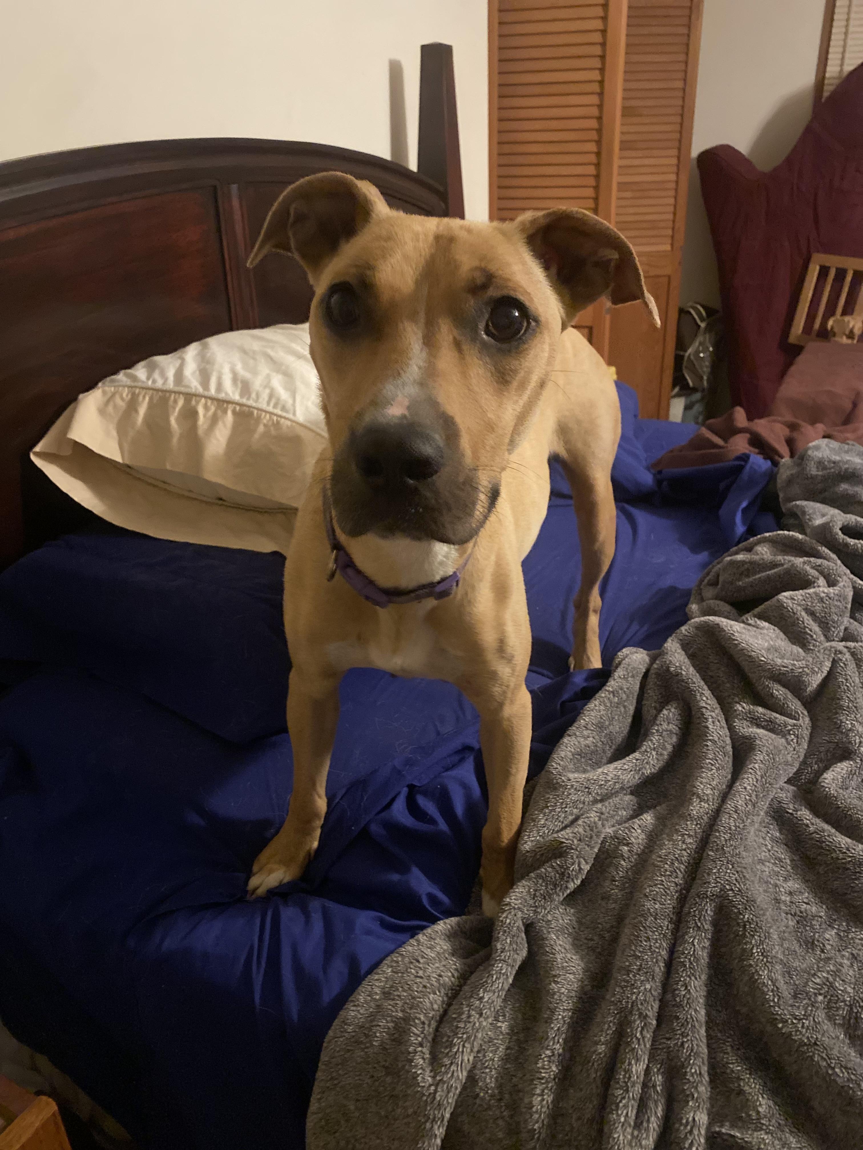 Enlarge Jenni Mae, a ADOPTABLE mixed breed in Aberdeen, NC image 4/5