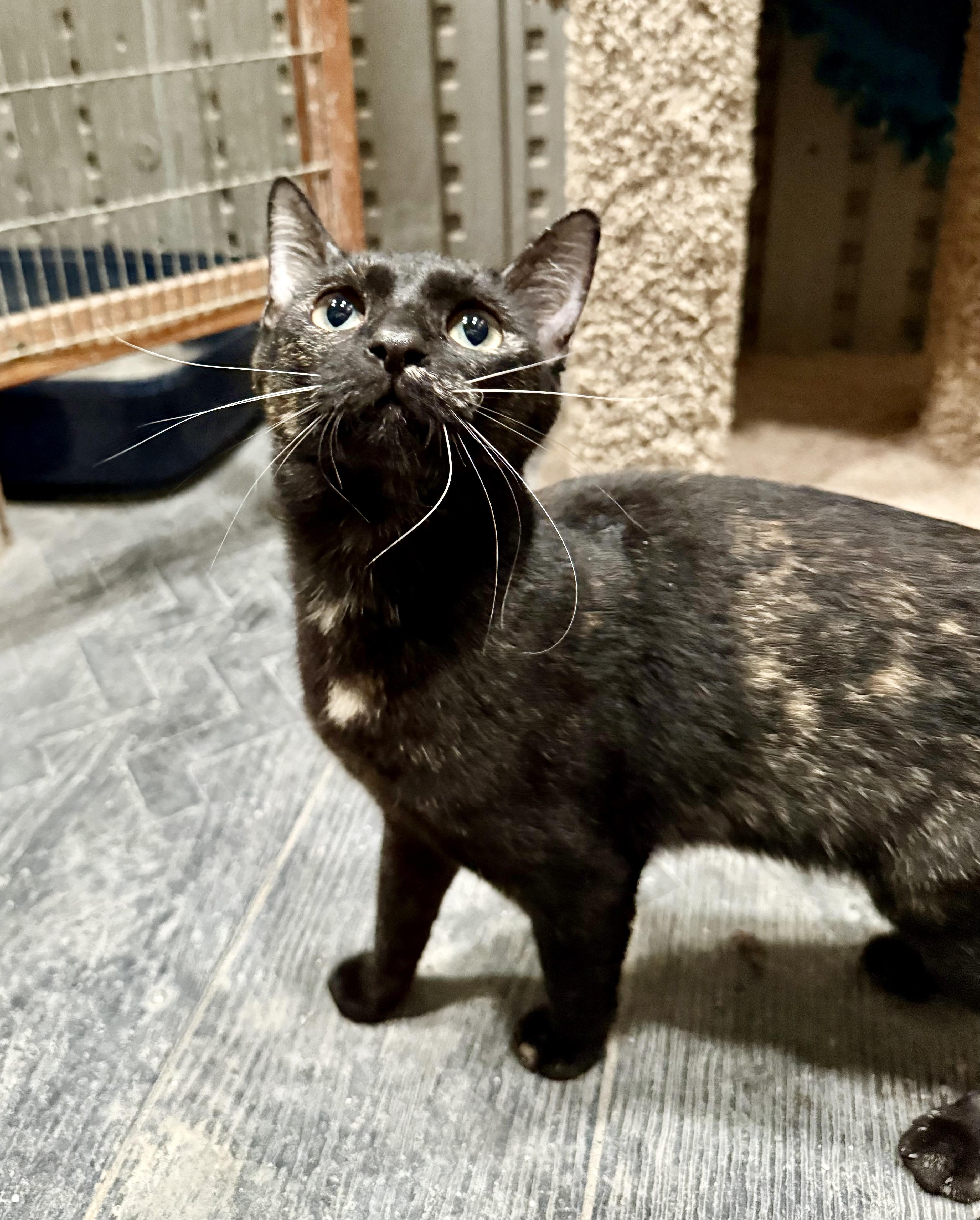 Tori, adopted, Young Female Domestic Short Hair.