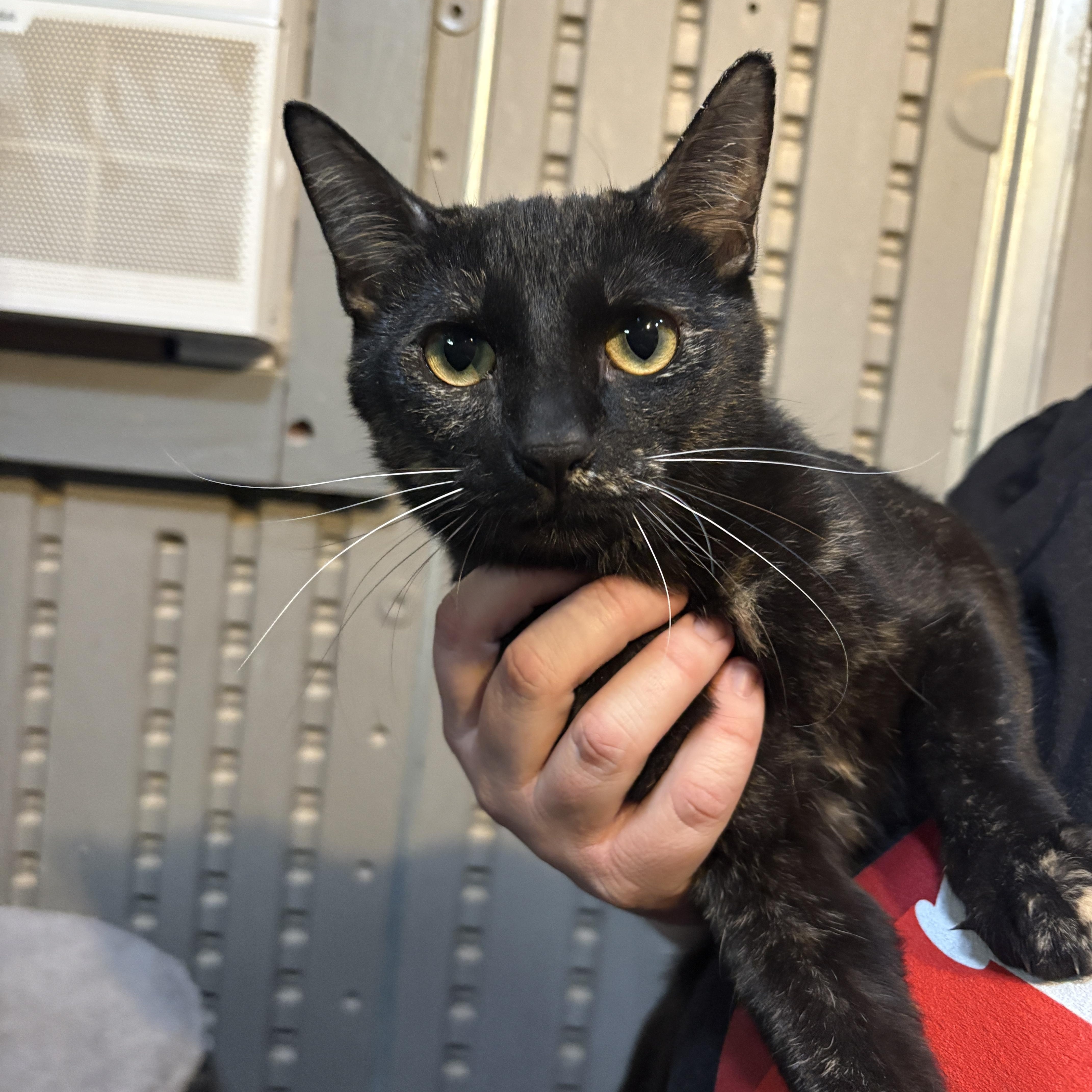 Enlarge Tori, an adopted Domestic Short Hair in Marana, AZ image 2/2