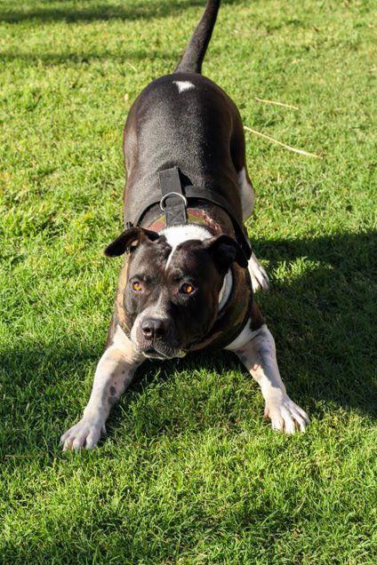 Enlarge MOSLEY, a Adoptable American Bulldog in Chandler, AZ image 1/6