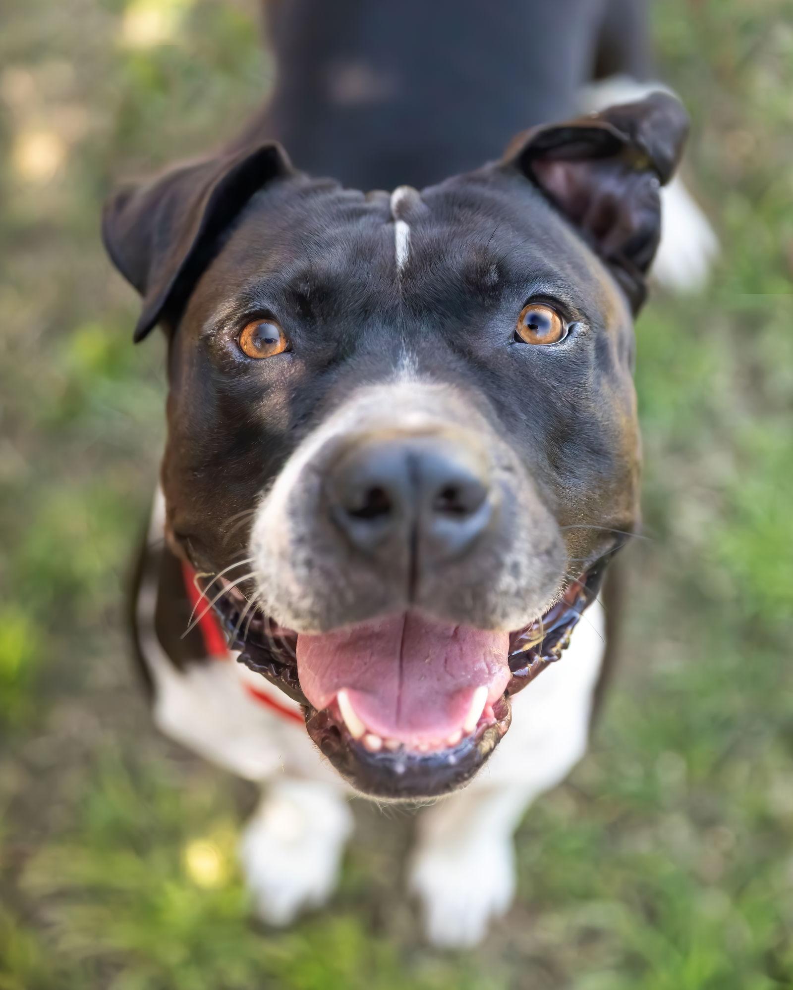 Enlarge MOSLEY, a Adoptable American Bulldog in Chandler, AZ image 1/3