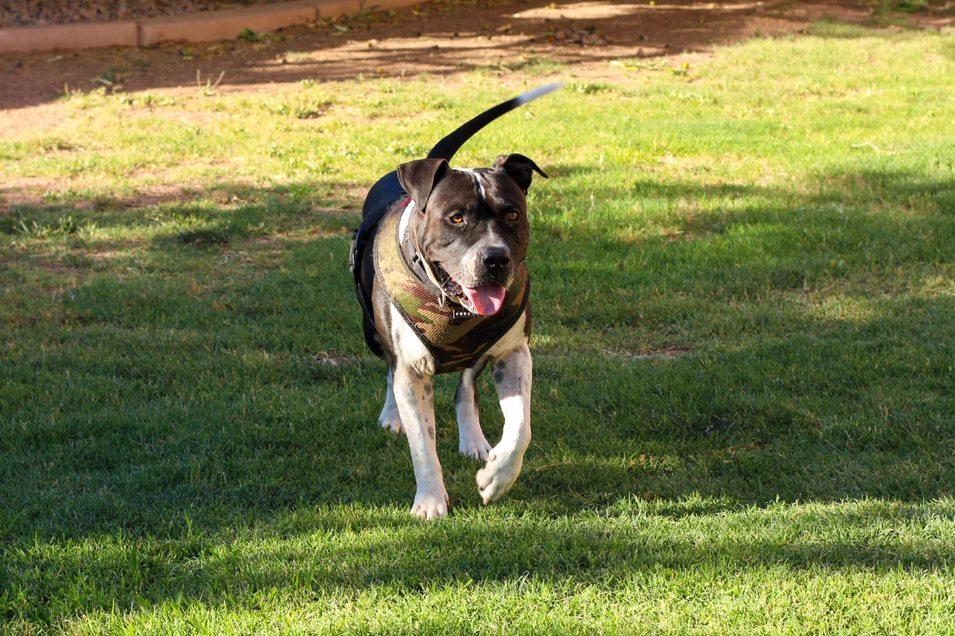 Enlarge MOSLEY, a Adoptable American Bulldog in Chandler, AZ image 3/6