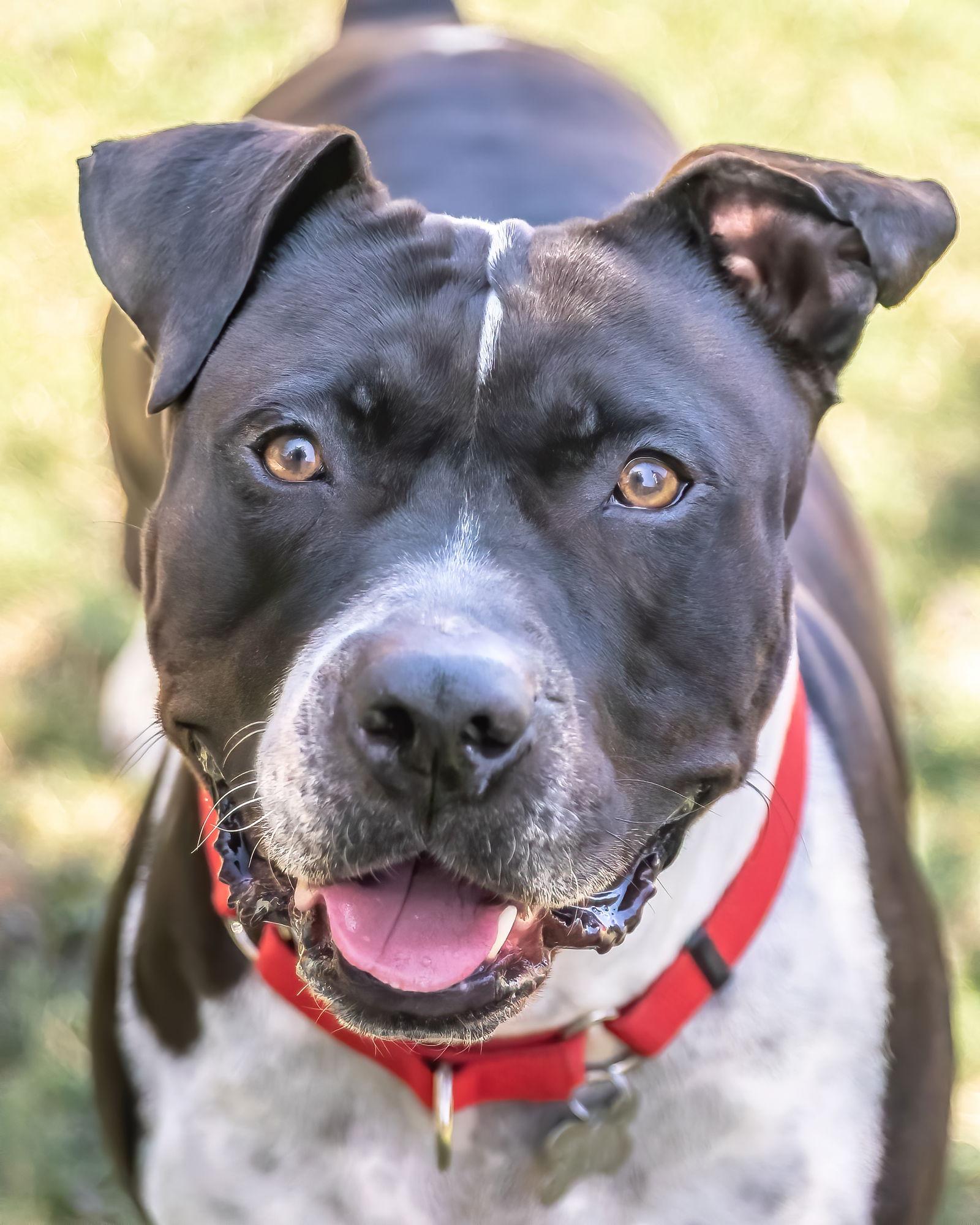 Enlarge MOSLEY, a Adoptable American Bulldog in Chandler, AZ image 2/3