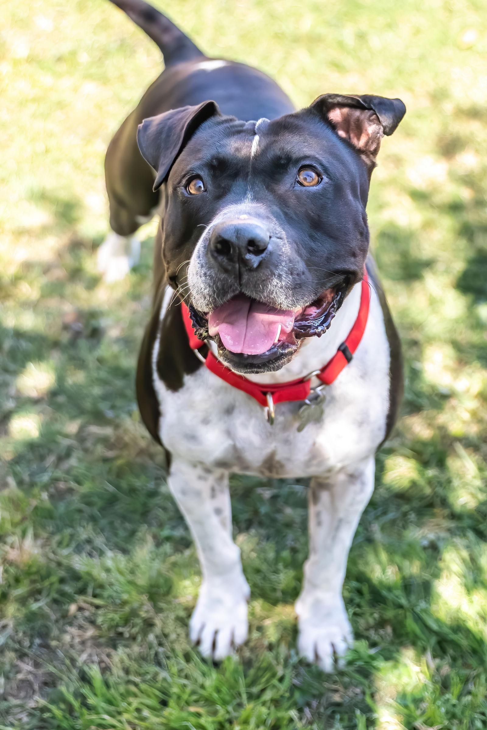 Enlarge MOSLEY, a Adoptable American Bulldog in Chandler, AZ image 3/3