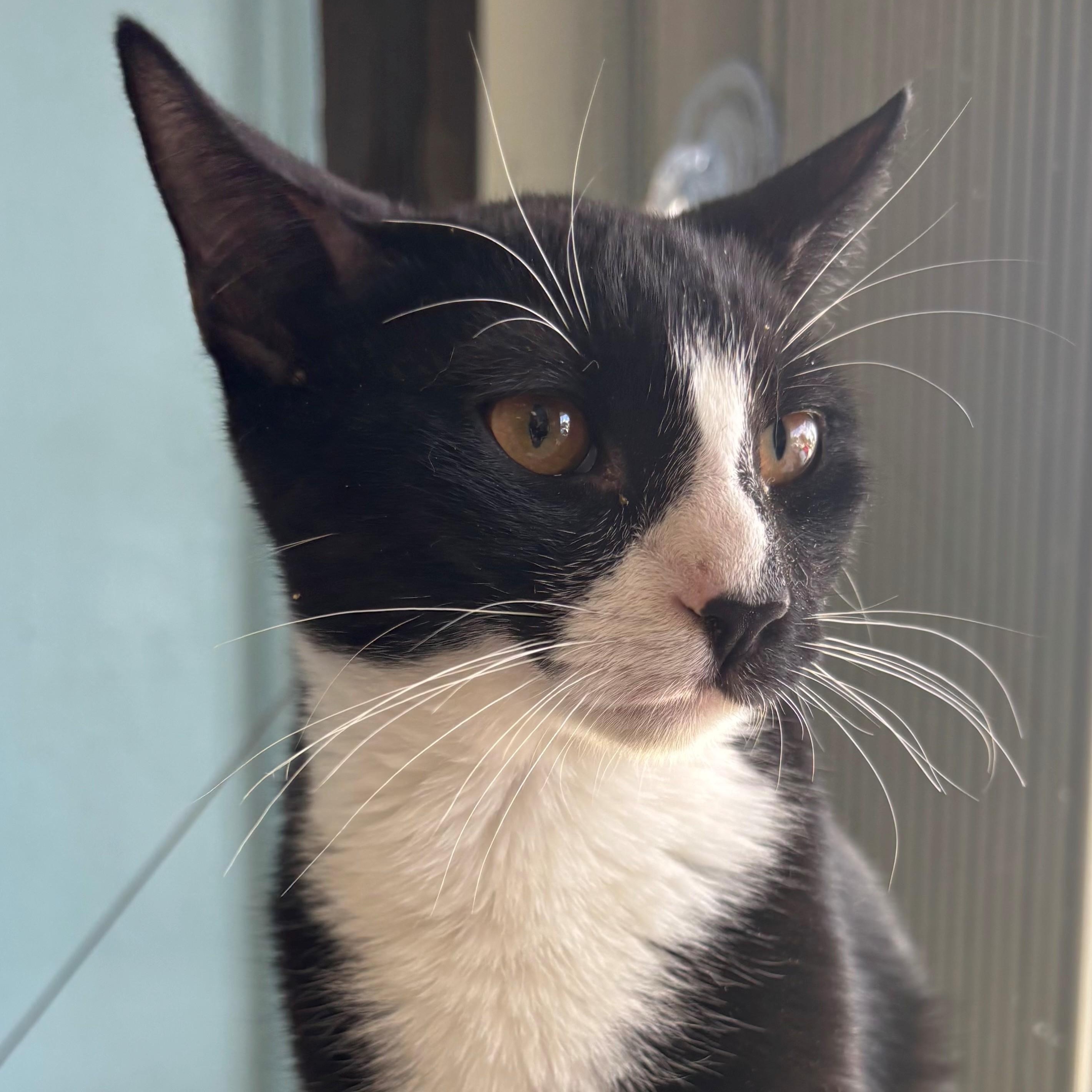 Guy Fieri , Adoptable, Kitten Male Domestic Short Hair.