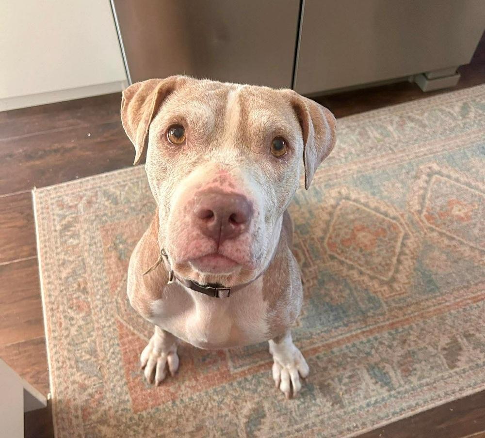 Honey, Adoptable, Senior Female American Staffordshire Terrier.