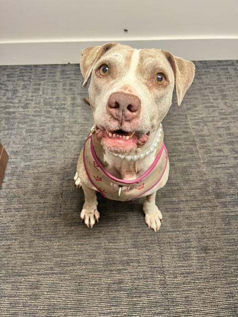 Enlarge Honey, a Adoptable mixed breed in Sedalia, CO image 2/6