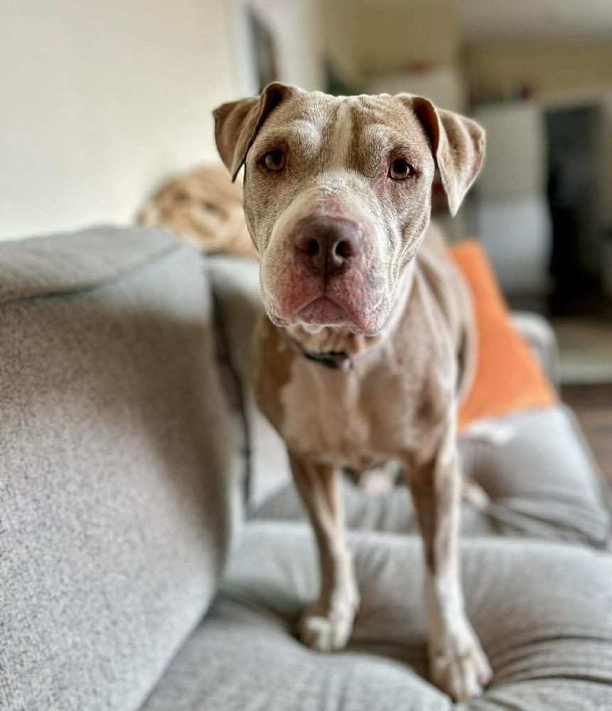 Enlarge Honey, a Adoptable mixed breed in Sedalia, CO image 3/6
