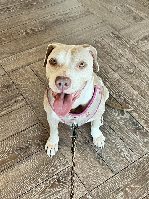 Enlarge Honey, a Adoptable mixed breed in Sedalia, CO image 4/6