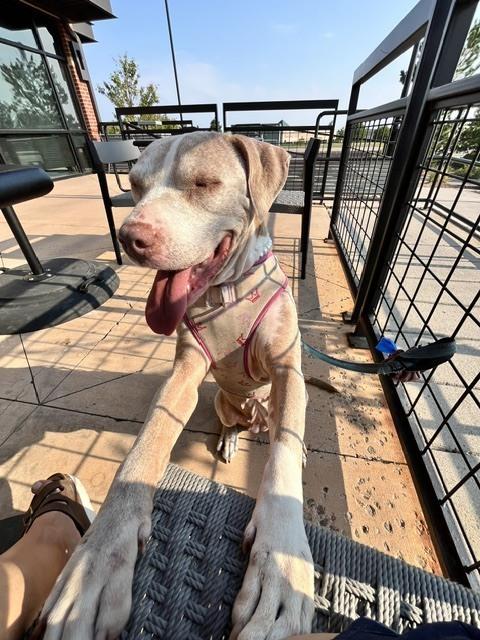 Enlarge Honey, a Adoptable mixed breed in Sedalia, CO image 5/6