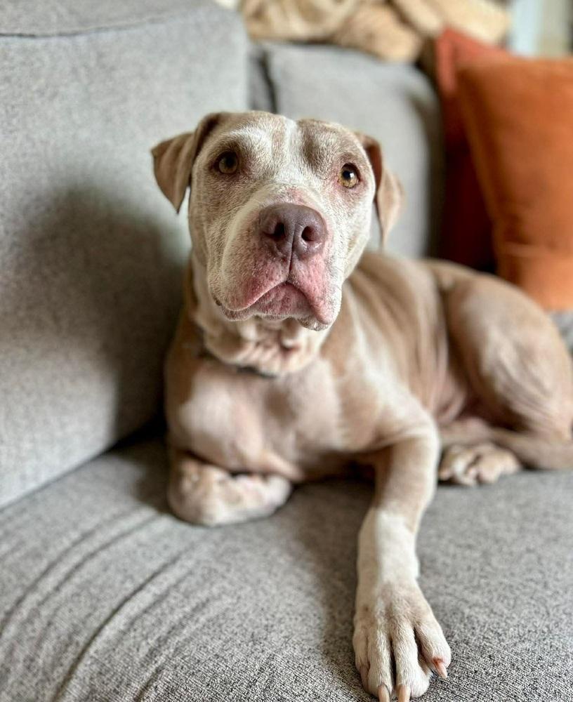Enlarge Honey, a Adoptable mixed breed in Sedalia, CO image 6/6