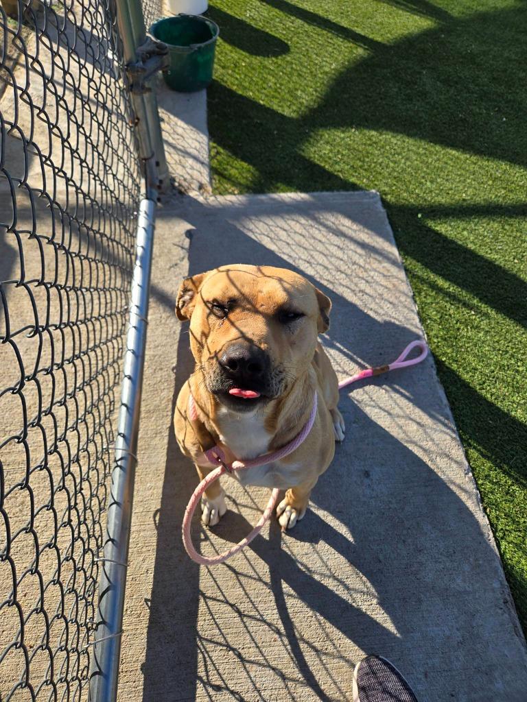 Freya, a Adoptable mixed breed in Athens, TN image 1/5