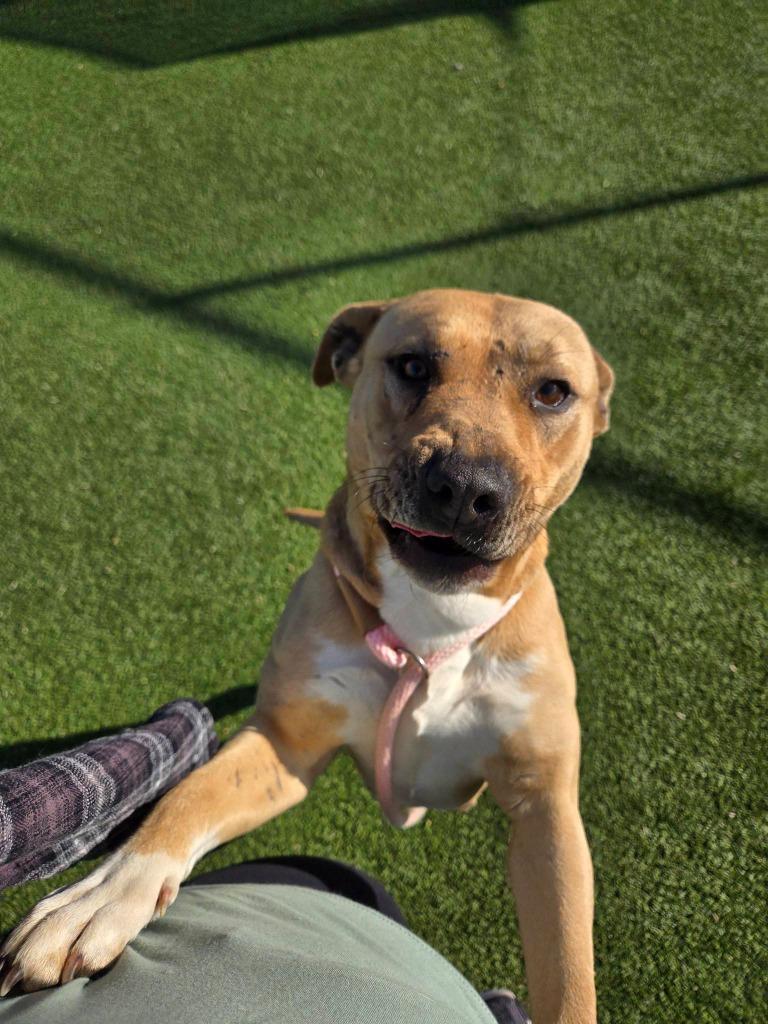 Freya, a Adoptable mixed breed in Athens, TN image 2/5