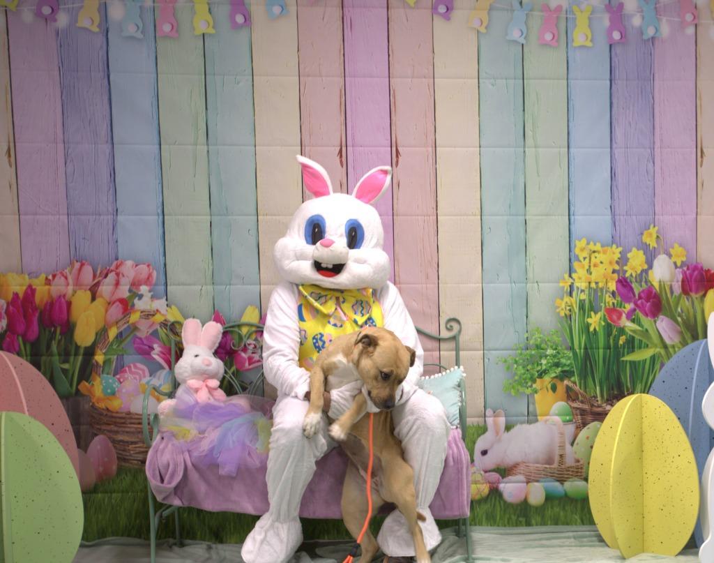 Enlarge Freya, a Adoptable mixed breed in Athens, TN image 3/6