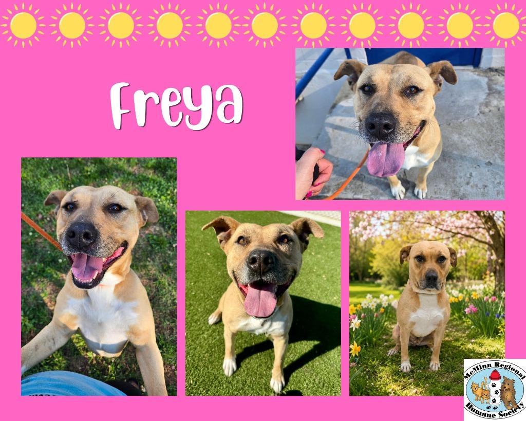 Enlarge Freya, a Adoptable mixed breed in Athens, TN image 4/6