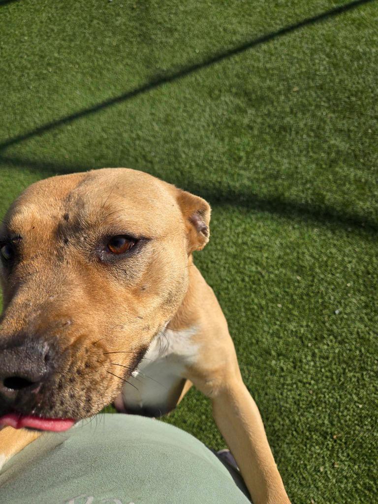 Freya, a Adoptable mixed breed in Athens, TN image 4/5