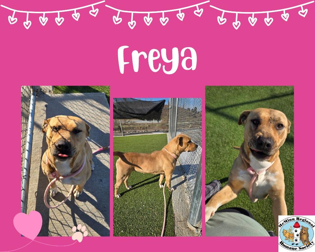 Freya, a Adoptable mixed breed in Athens, TN image 5/5