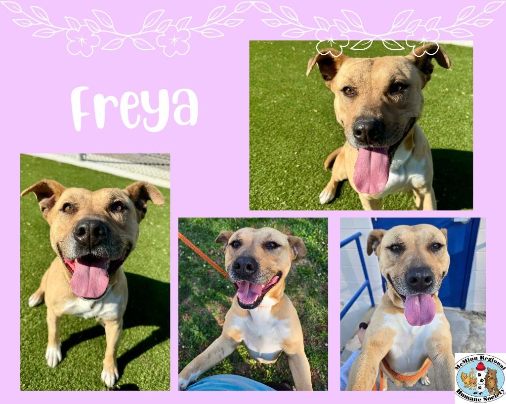 Enlarge Freya, a Adoptable mixed breed in Athens, TN image 6/6