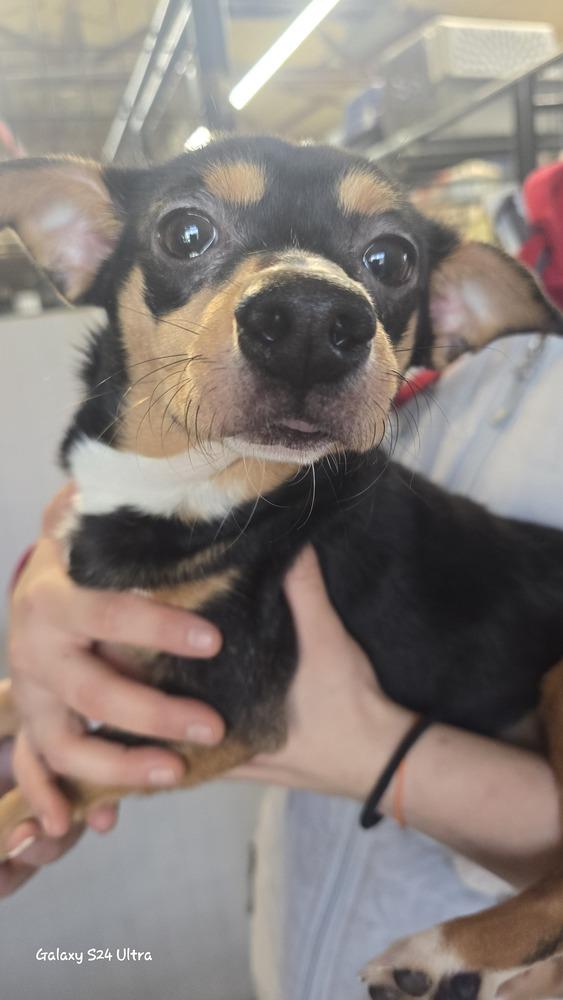 Enlarge 7 Pontoon, a Adoptable mixed breed in Warrenton, MO image 1/1