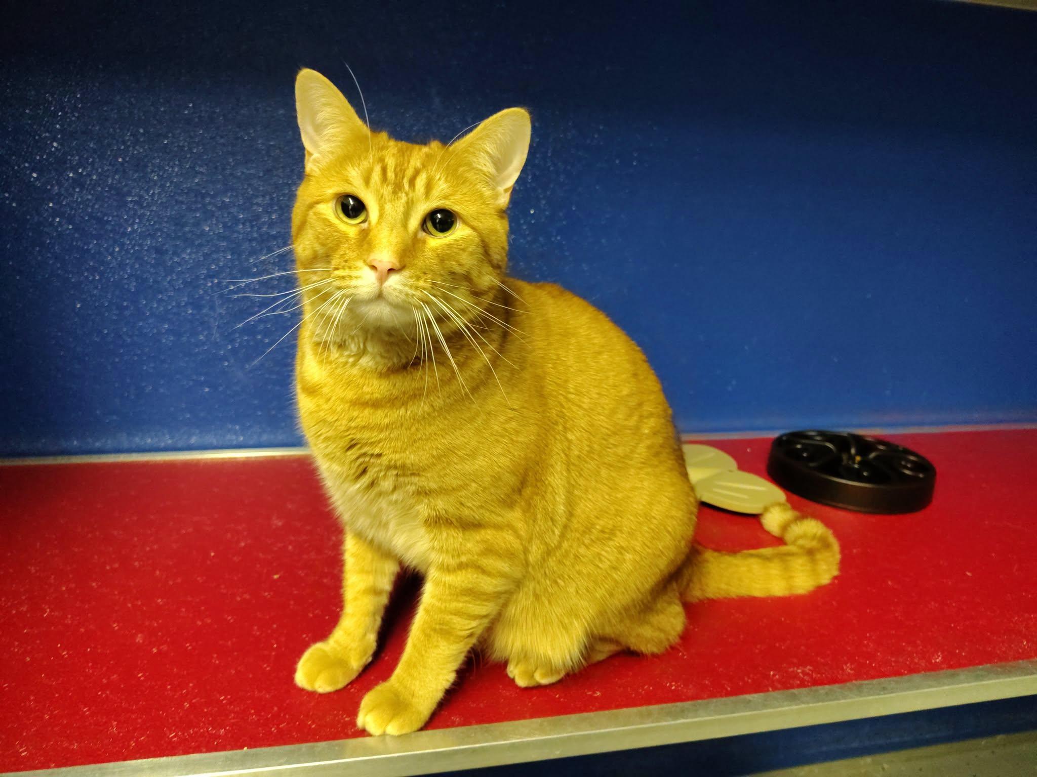 Enlarge Tommy, an adopted Domestic Short Hair in Ipswich, MA image 5/5