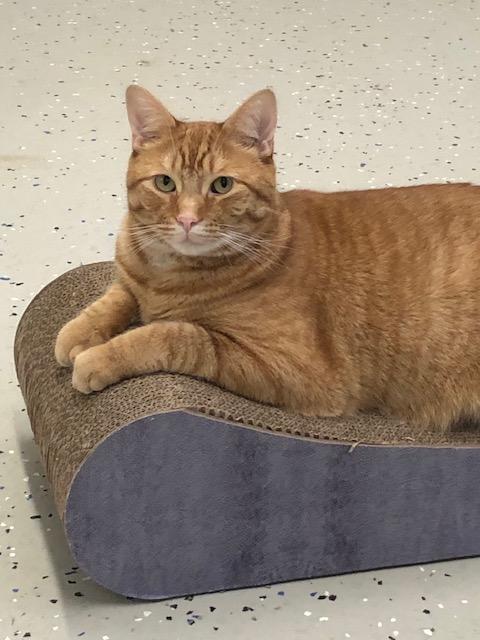 Enlarge Tommy, an adopted Domestic Short Hair in Ipswich, MA image 1/5