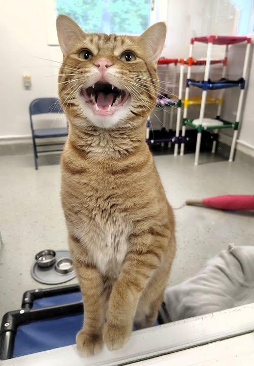Enlarge Tommy, an adopted Domestic Short Hair in Ipswich, MA image 4/5