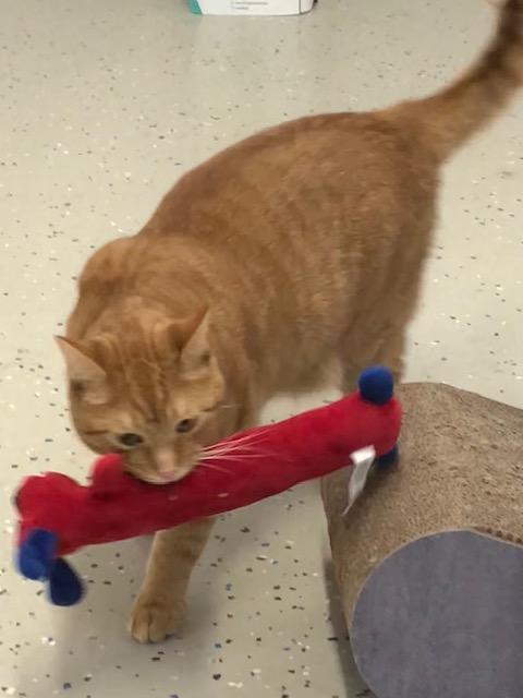 Enlarge Tommy, an adopted Domestic Short Hair in Ipswich, MA image 2/5