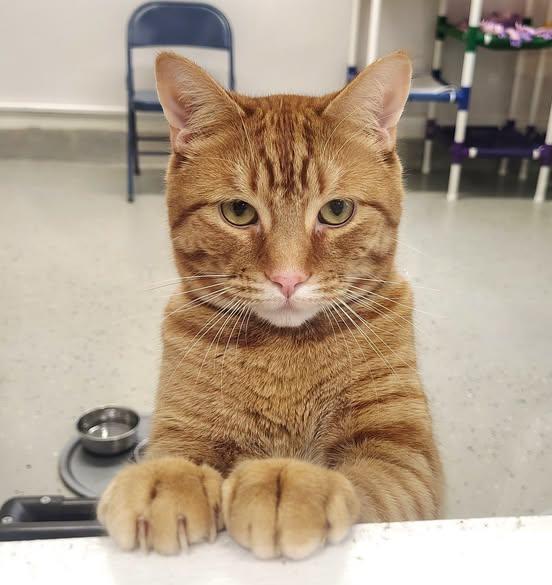 Enlarge Tommy, an adopted Domestic Short Hair in Ipswich, MA image 3/5