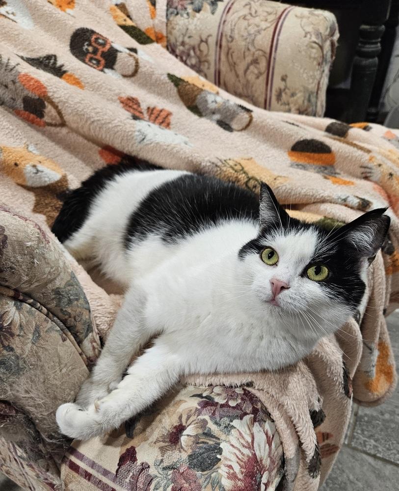 Enlarge Peppermint Patty Allis, a Adoptable Domestic Short Hair in Greensboro, NC image 1/1
