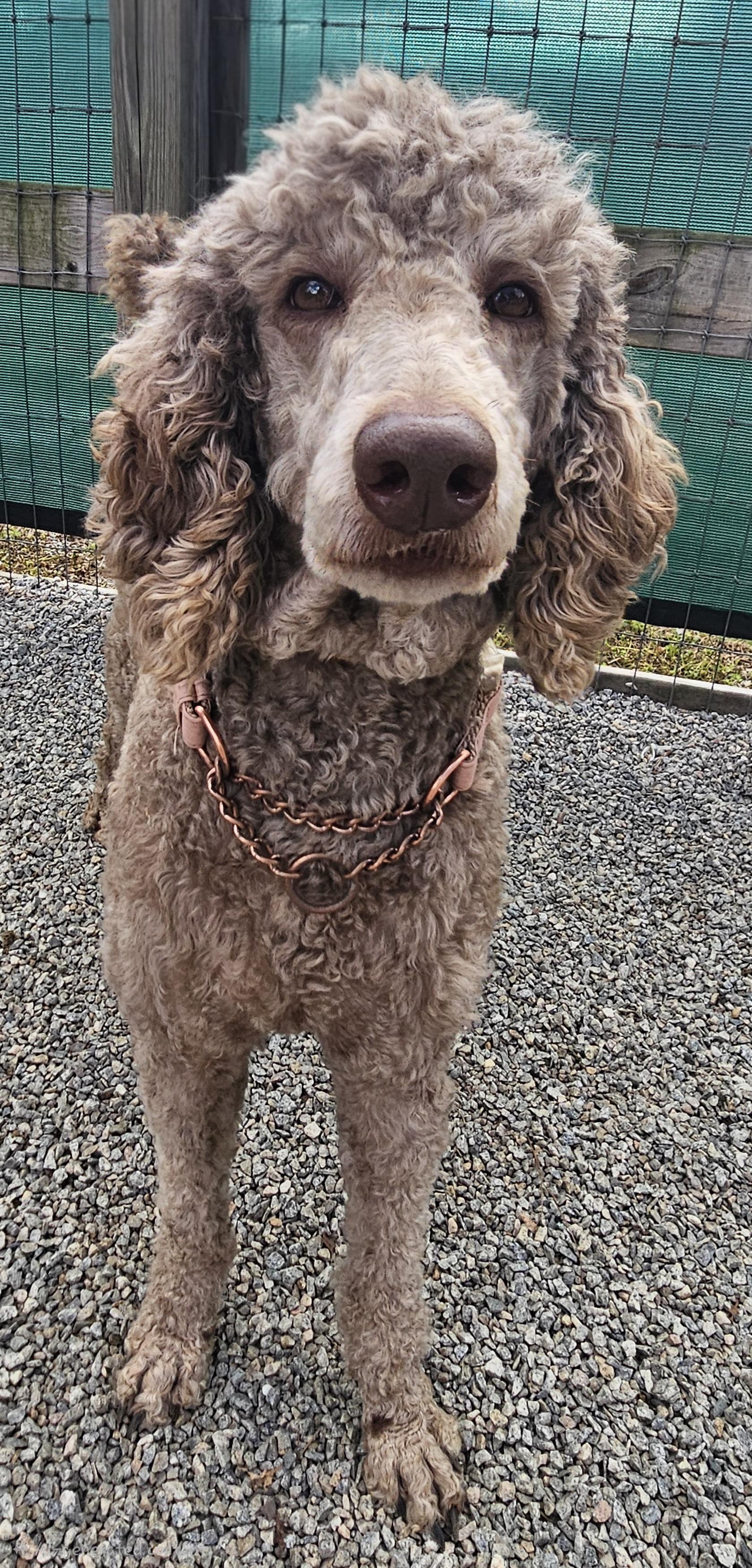 Enlarge Lulu, an adoptable Standard Poodle in Raleigh, NC image 2/2