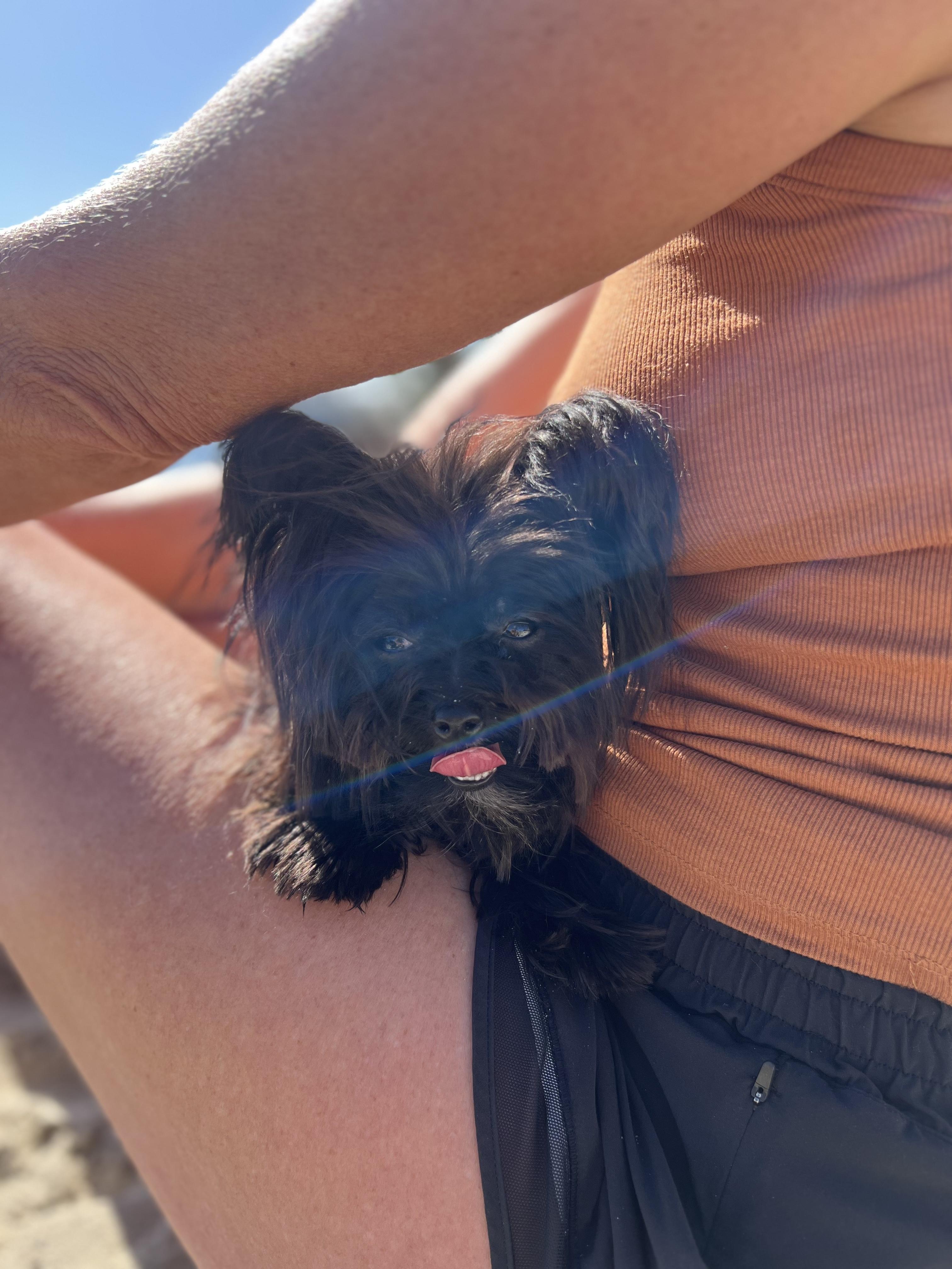 Enlarge Phillip, a Adoptable Yorkshire Terrier in Rancho Santa Fe, CA image 2/2