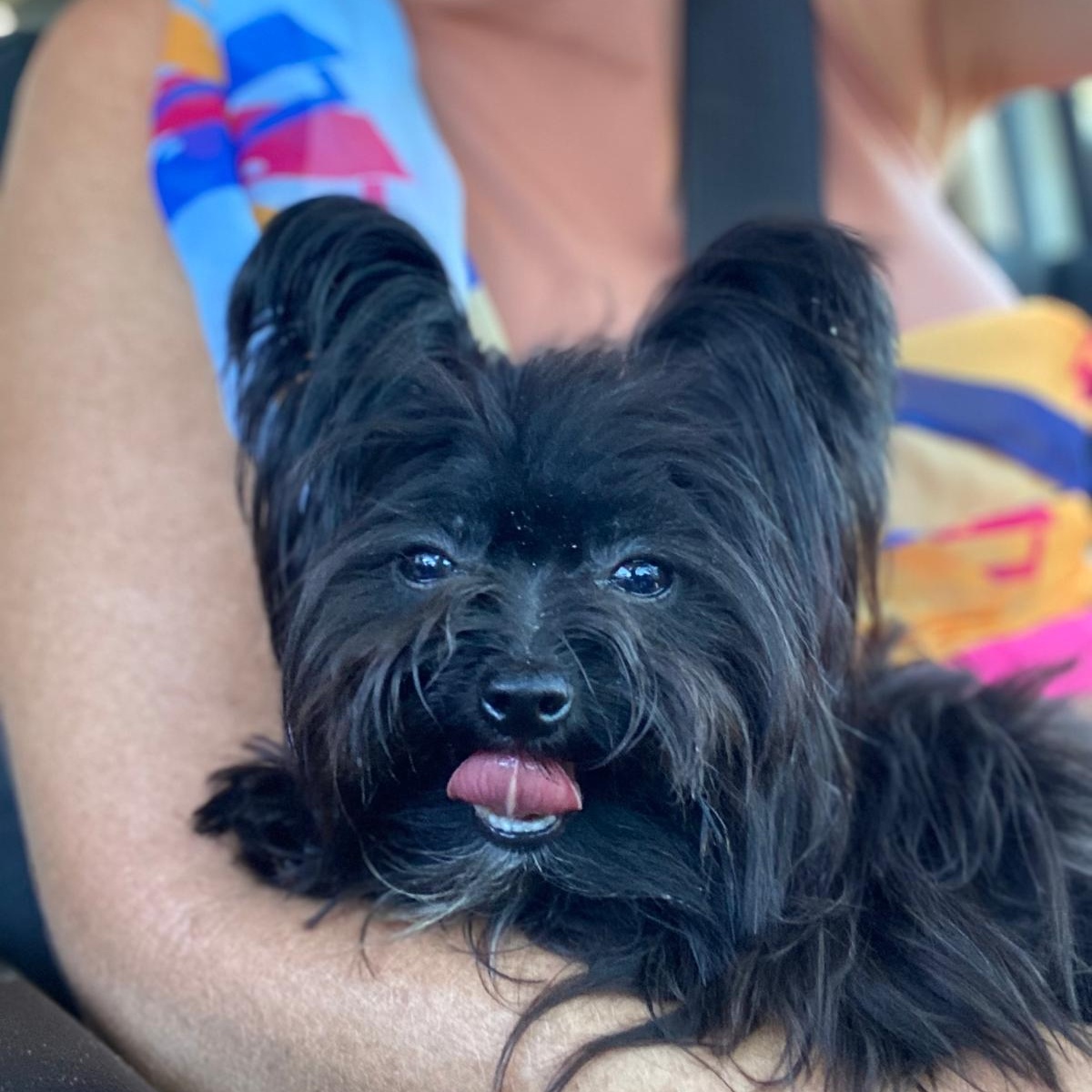 Phillip, Adoptable, Young Male Yorkshire Terrier.