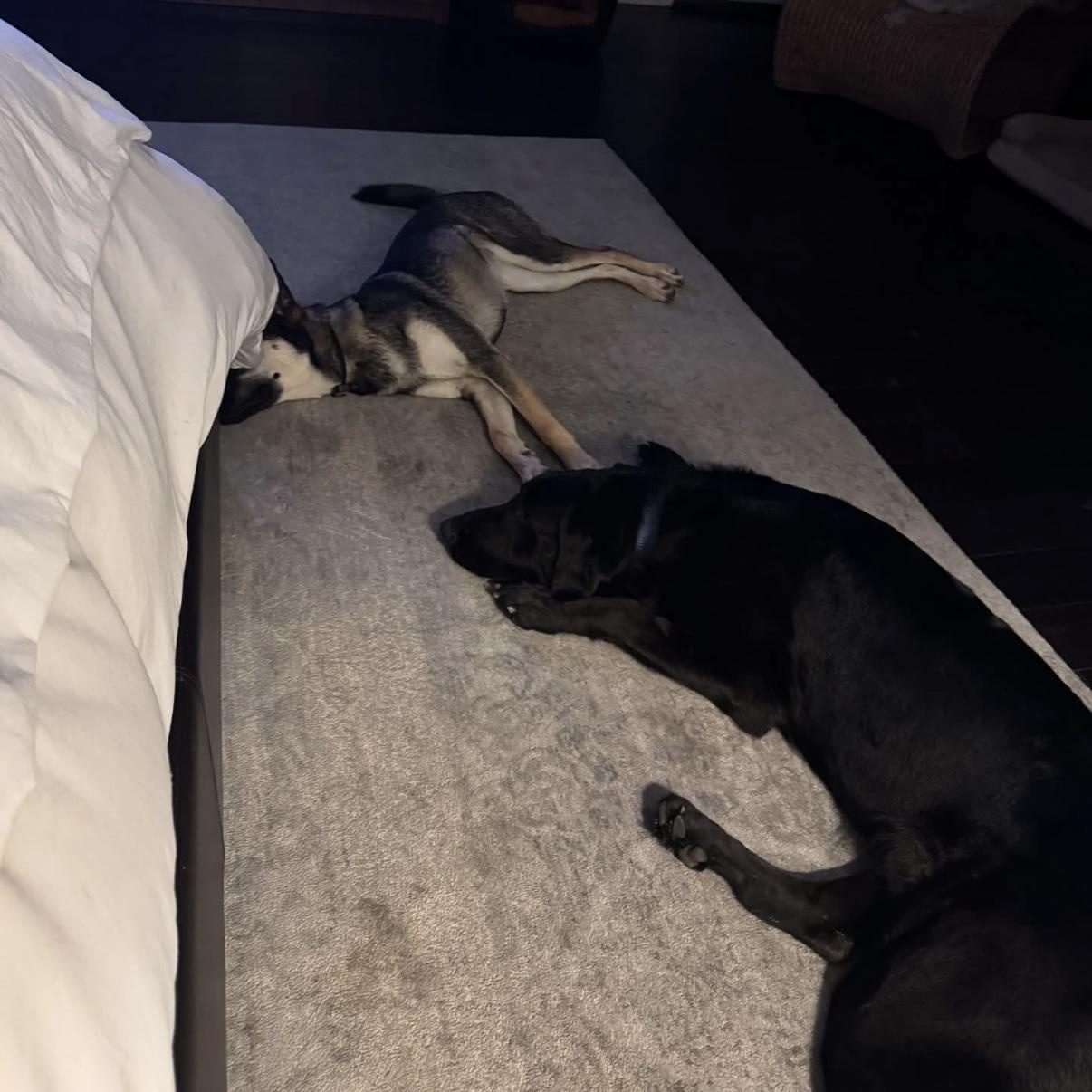 Beau, Adoptable, Young Male Labrador Retriever & Shepherd.