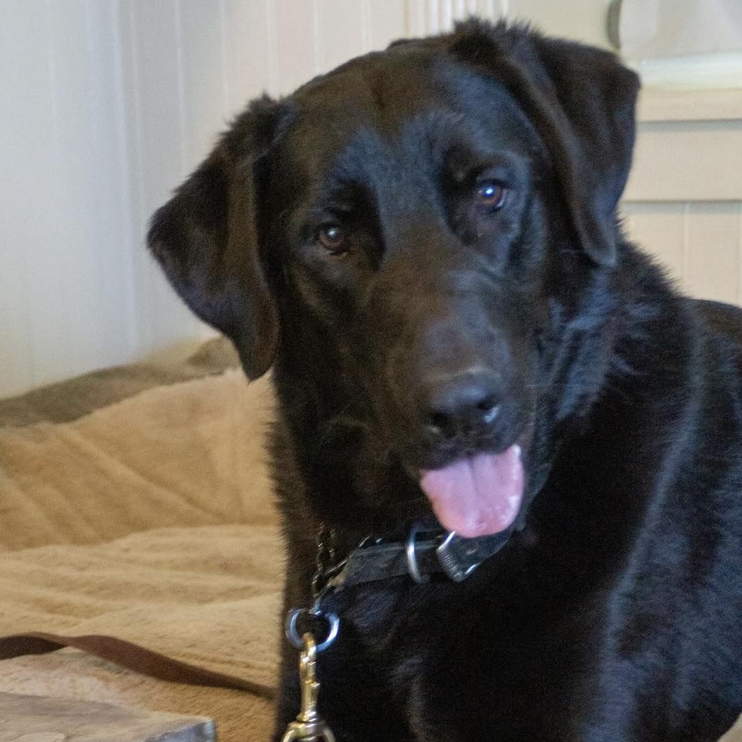 Enlarge Beau, a Adoptable mixed breed in Santa Monica, CA image 2/3