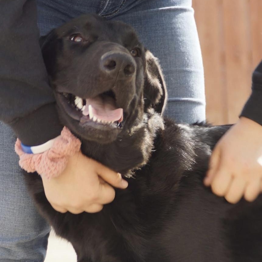 Enlarge Beau, a Adoptable mixed breed in Santa Monica, CA image 3/3