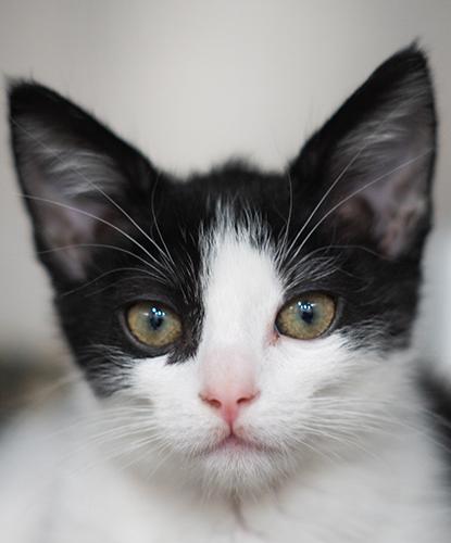 Katsu, Adopted, Kitten Female Domestic Short Hair.