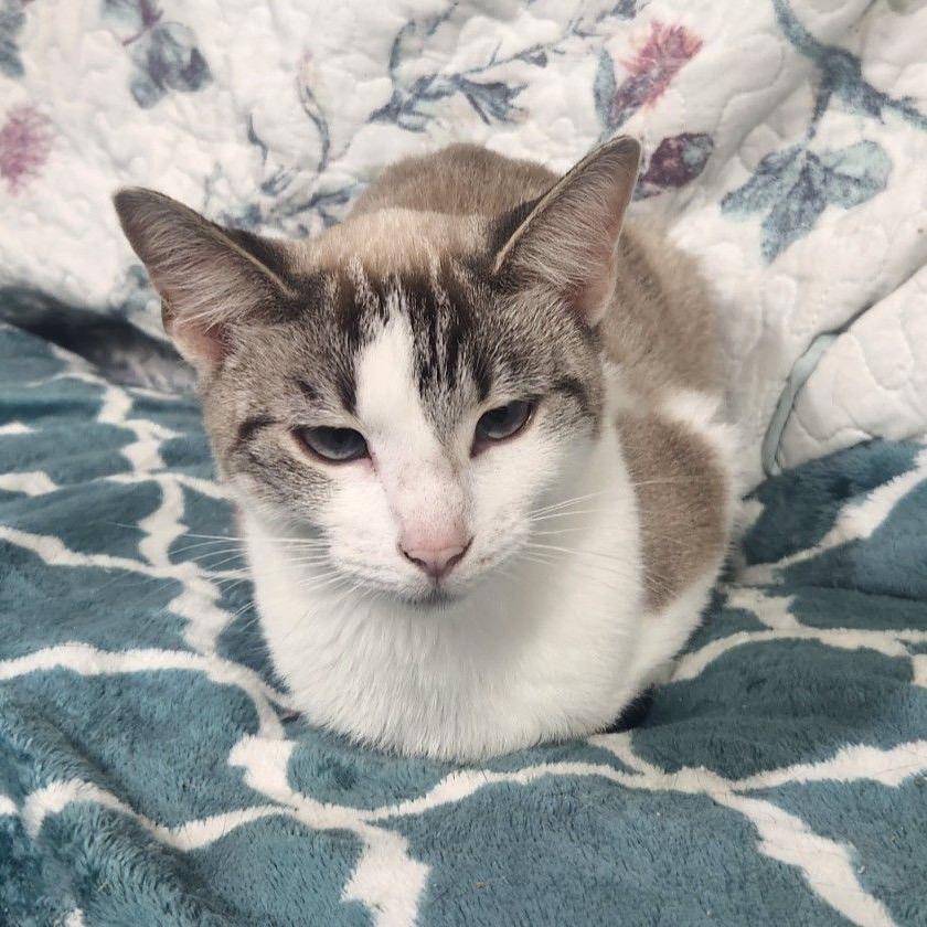 Enlarge Amber, a Adoptable Domestic Short Hair in Columbia Heights, MN image 2/4