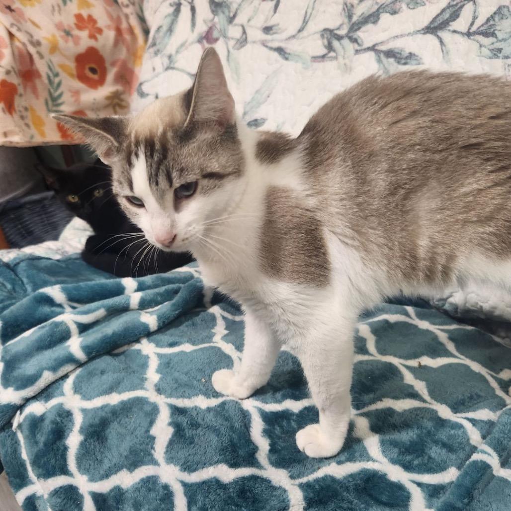 Amber, Adoptable, Young Female Domestic Short Hair.